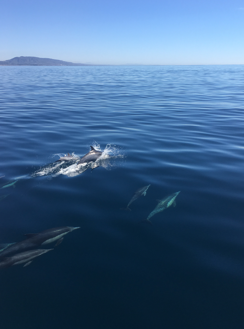 San Diego Dolphins, Orange County, California