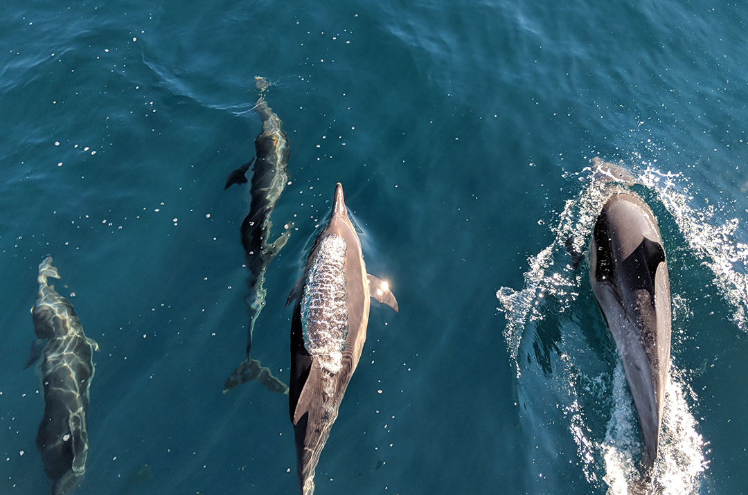 Dolphins, San Diego, California