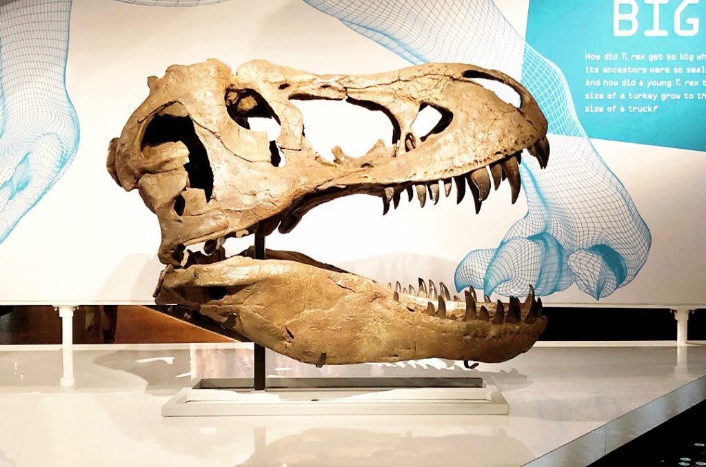 T-rex at Natural History Museum
