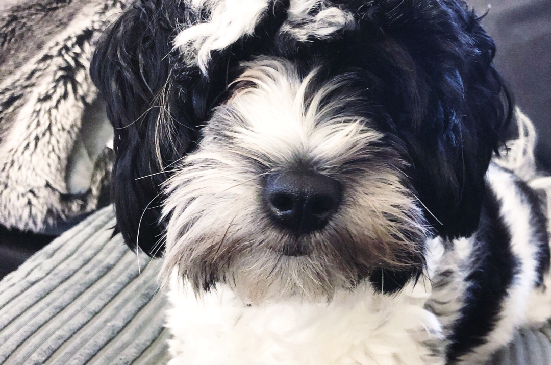 are tibetan terriers cuddly